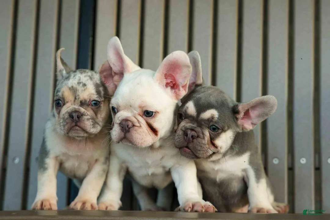 French Bulldog dogs for sale: Spencer 🐾 - Ad 35