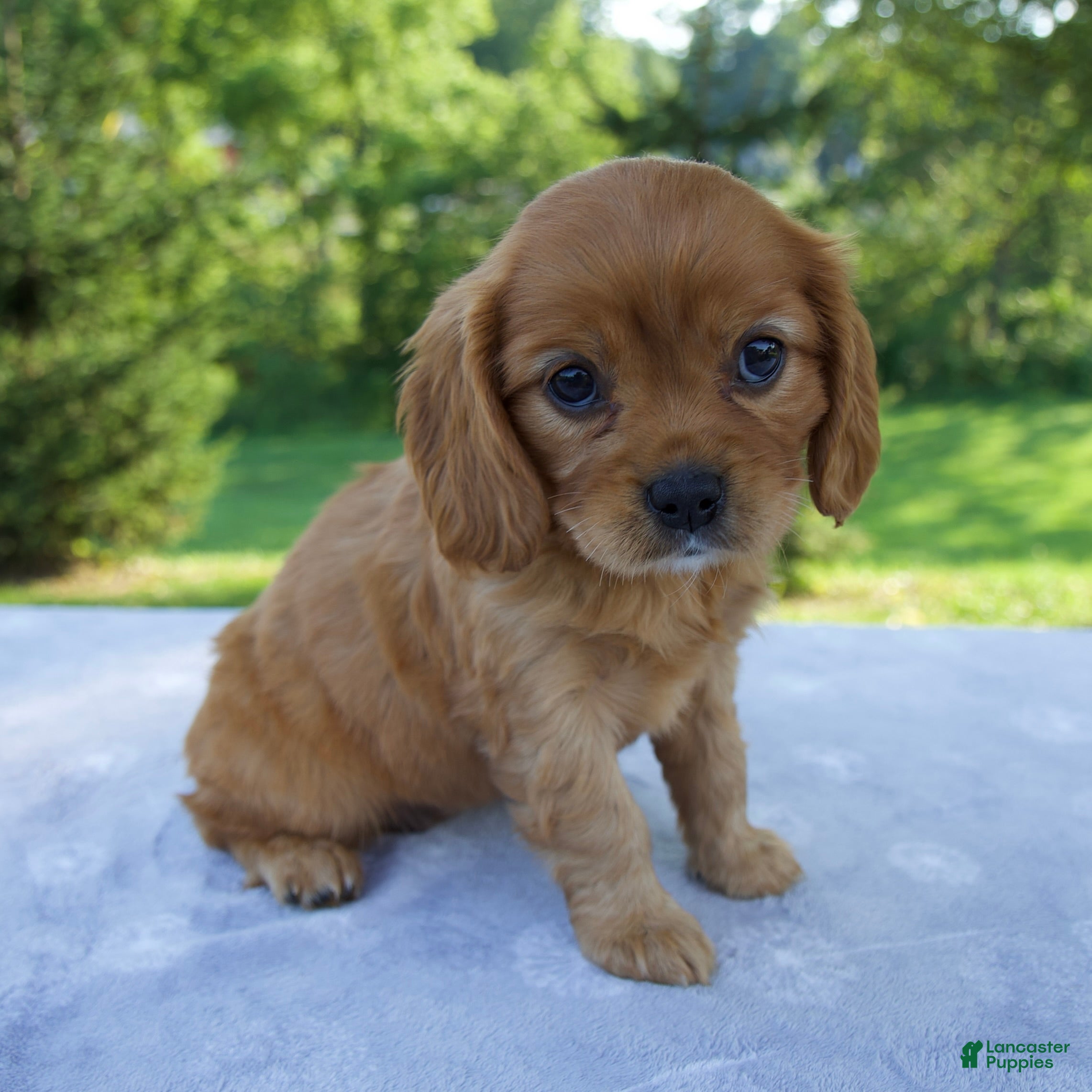 Mixed Breed dogs Raven - Ad 2