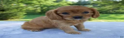 Mixed Breed dogs for sale: Raven - Ad 2