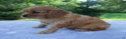 Mixed Breed dogs for sale: Remington - Ad 5