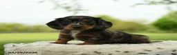 Miniature Dachshund dogs for sale: Francis - Ad 5