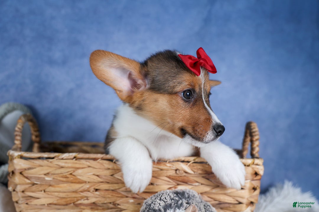 Welsh Corgi Pembroke dogs for sale: Leo - Ad 3