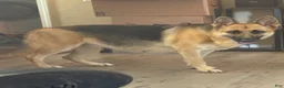 German Shepherd dogs for sale: German Shepherd Puppy 2 - Ad 2