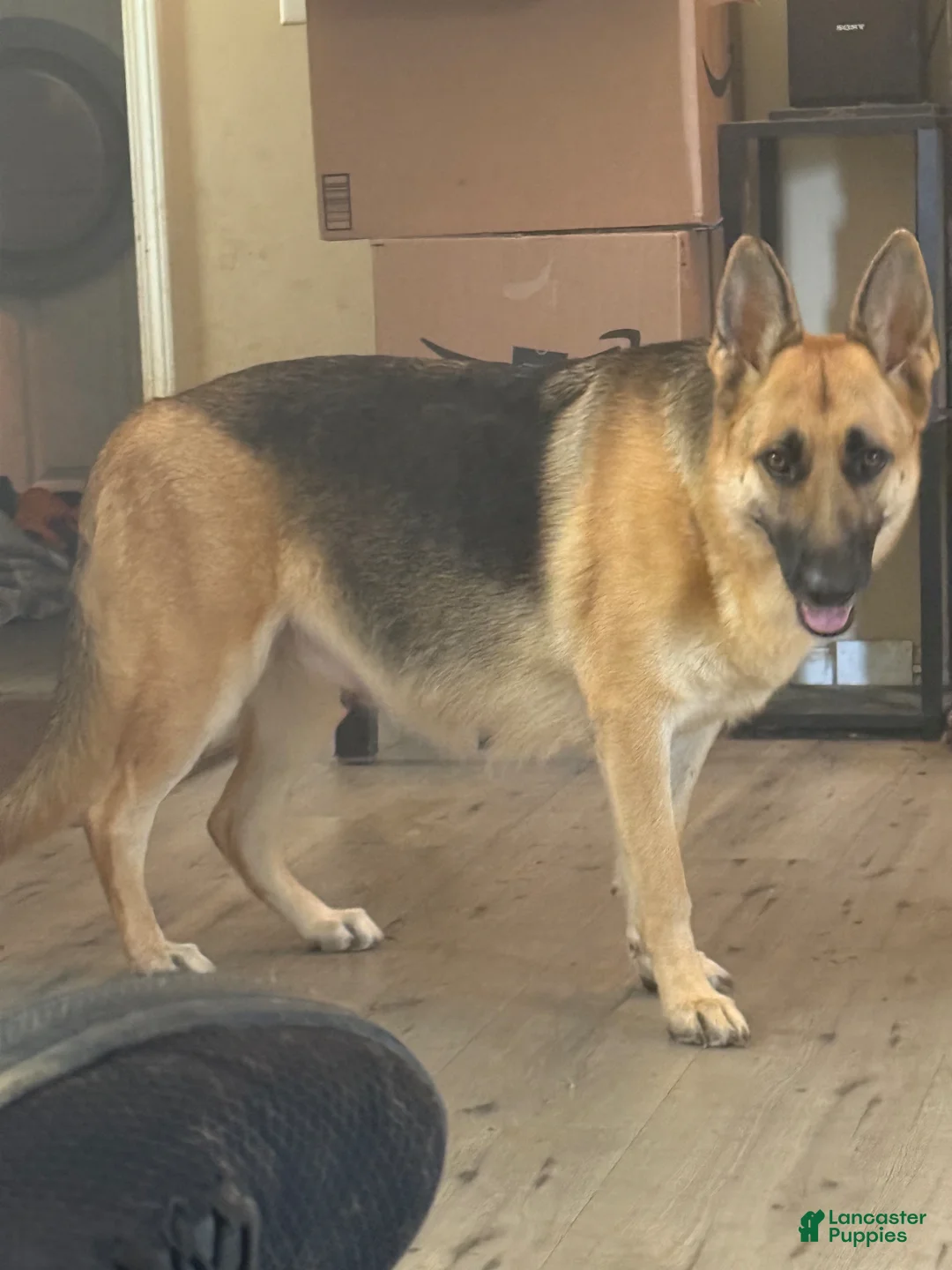 German Shepherd dogs for sale: German Shepherd Puppy 2 - Ad 2