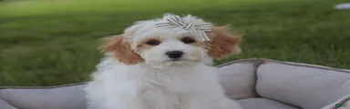 Pebbles MUNCHKIN BERNEDOODLE