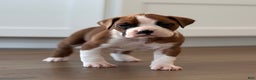 Boxer dogs for sale: Noel - Ad 5