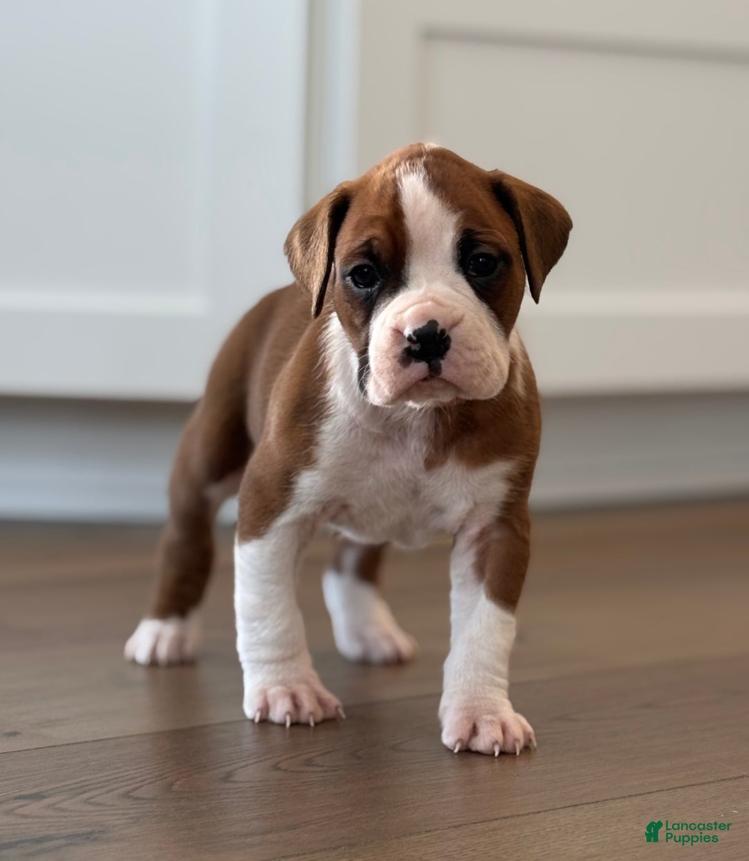 Boxer dogs for sale: Noel - Ad 5