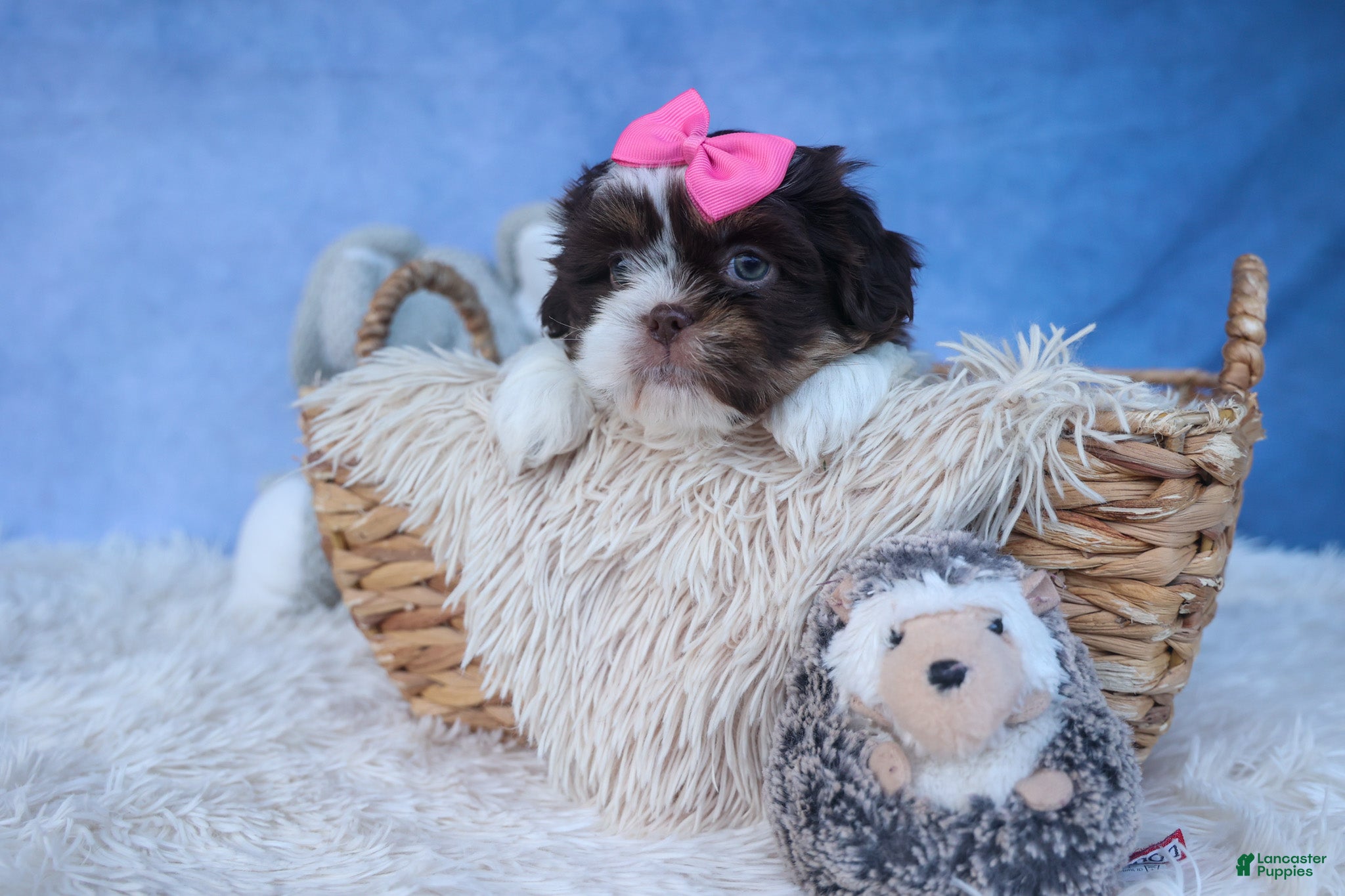 Shih Tzu dogs MOLLY - Ad 2