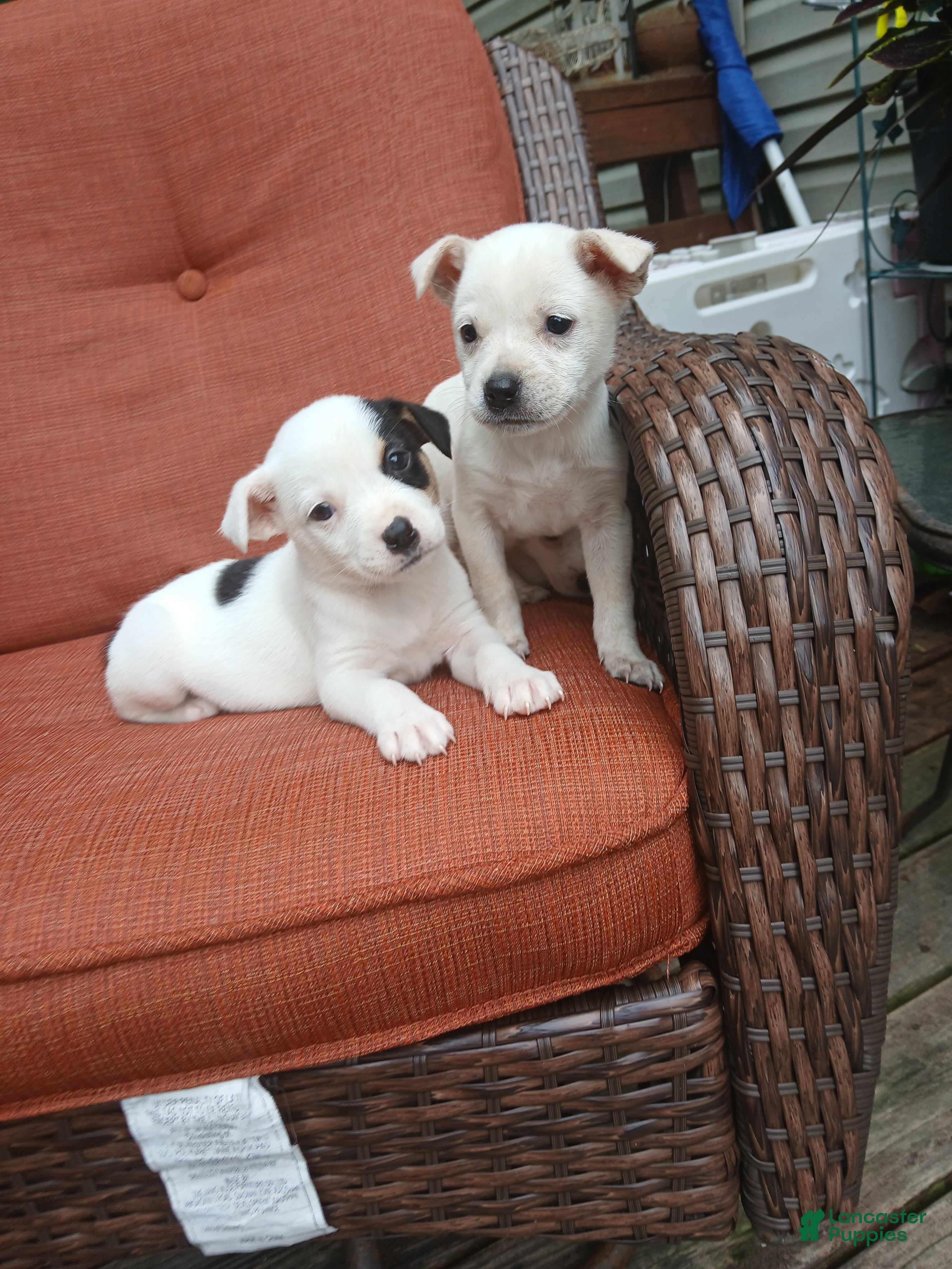 Mixed Breed dogs Zola - Ad 23