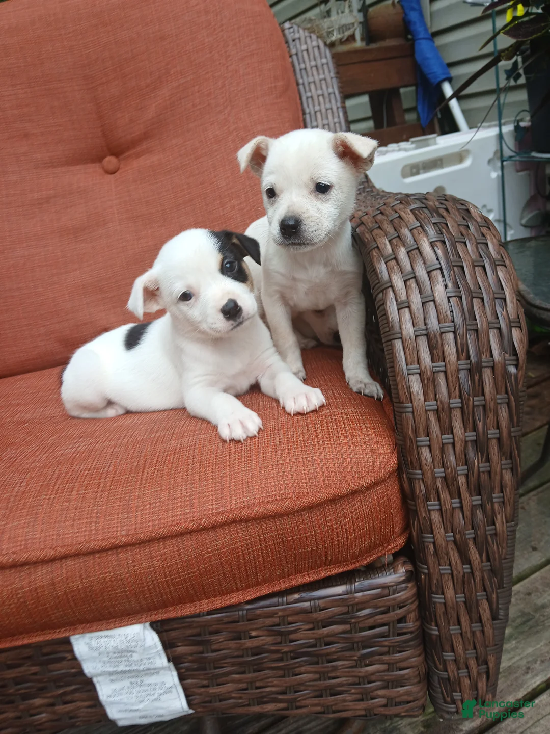 Mixed Breed dogs for sale: Zola - Ad 1