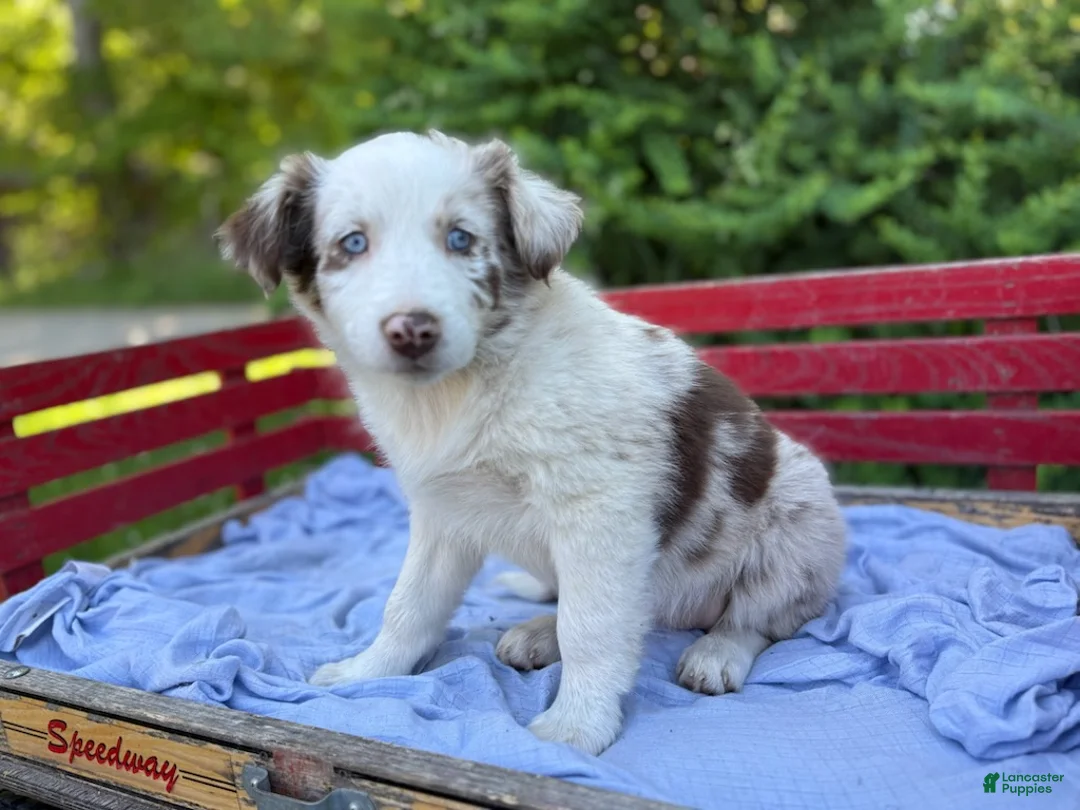 Australian Shepherd dogs for sale: Celia - Ad 2