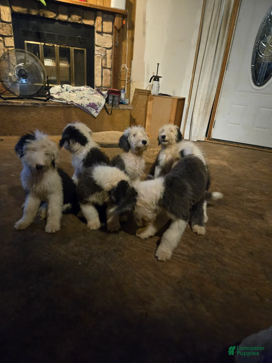 Old English Sheepdog dogs for sale: Old English Sheepdog Puppy 9 - Ad 2