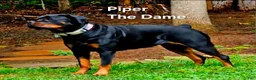 Rottweiler dogs for sale: Grey - Ad 19