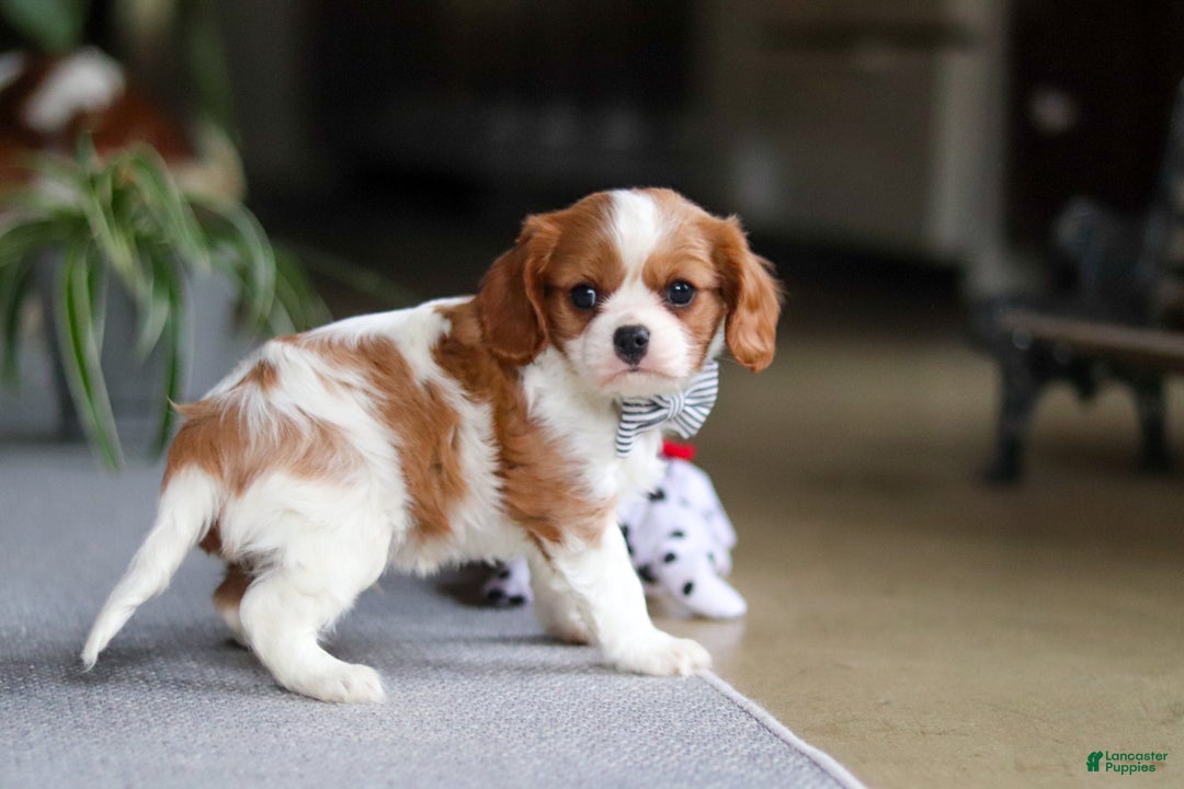 Cavalier King Charles Spaniel dogs for sale: Asher - Ad 9
