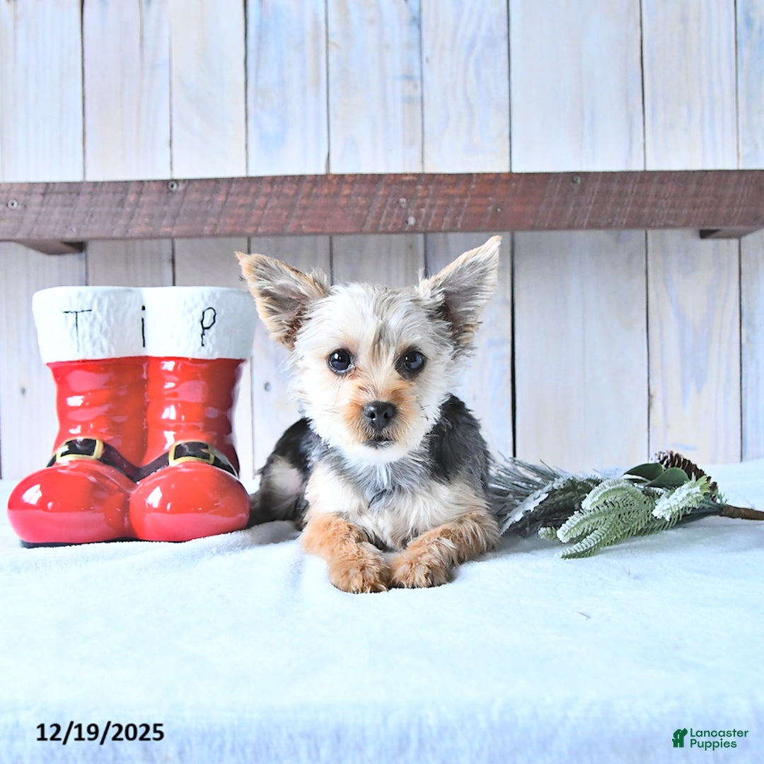 Yorkshire Terrier dogs for sale: Tinkerbell - Ad 1