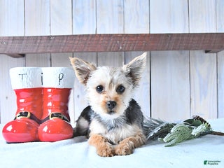 Yorkshire Terrier dogs Tinkerbell - Ad 4