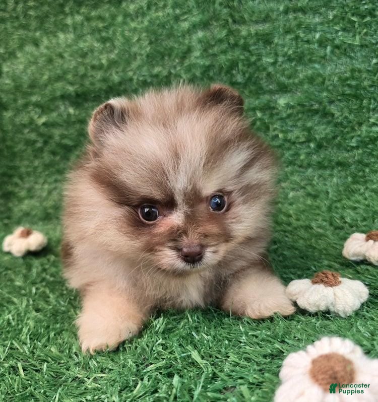 Pomeranian dogs Jamie - Ad 18