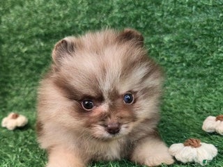 Pomeranian dogs Jamie - Ad 18