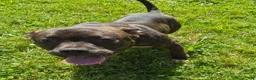 American Bully dogs for sale: American Bully 1 - Ad 2