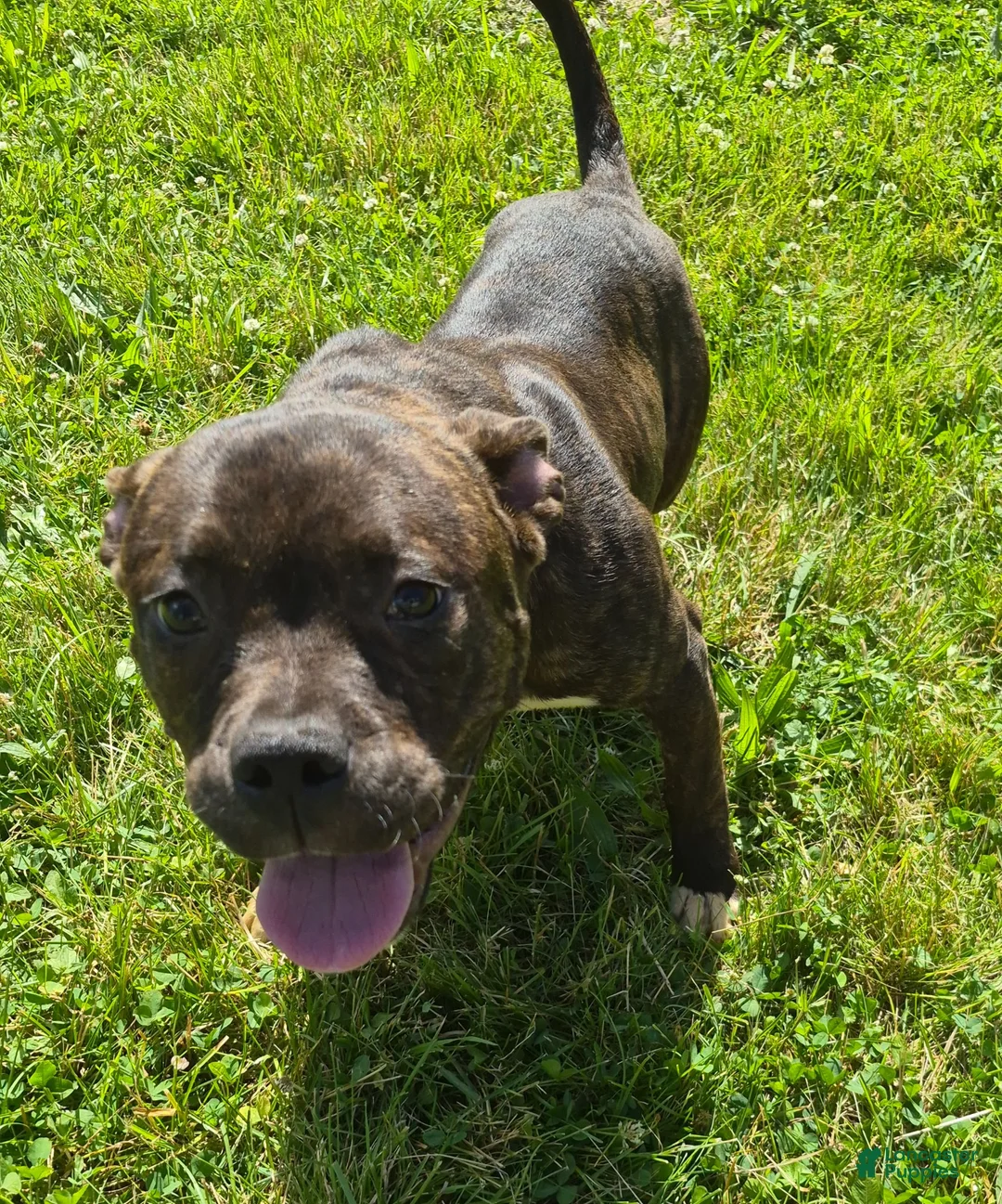 American Bully dogs for sale: American Bully 1 - Ad 2