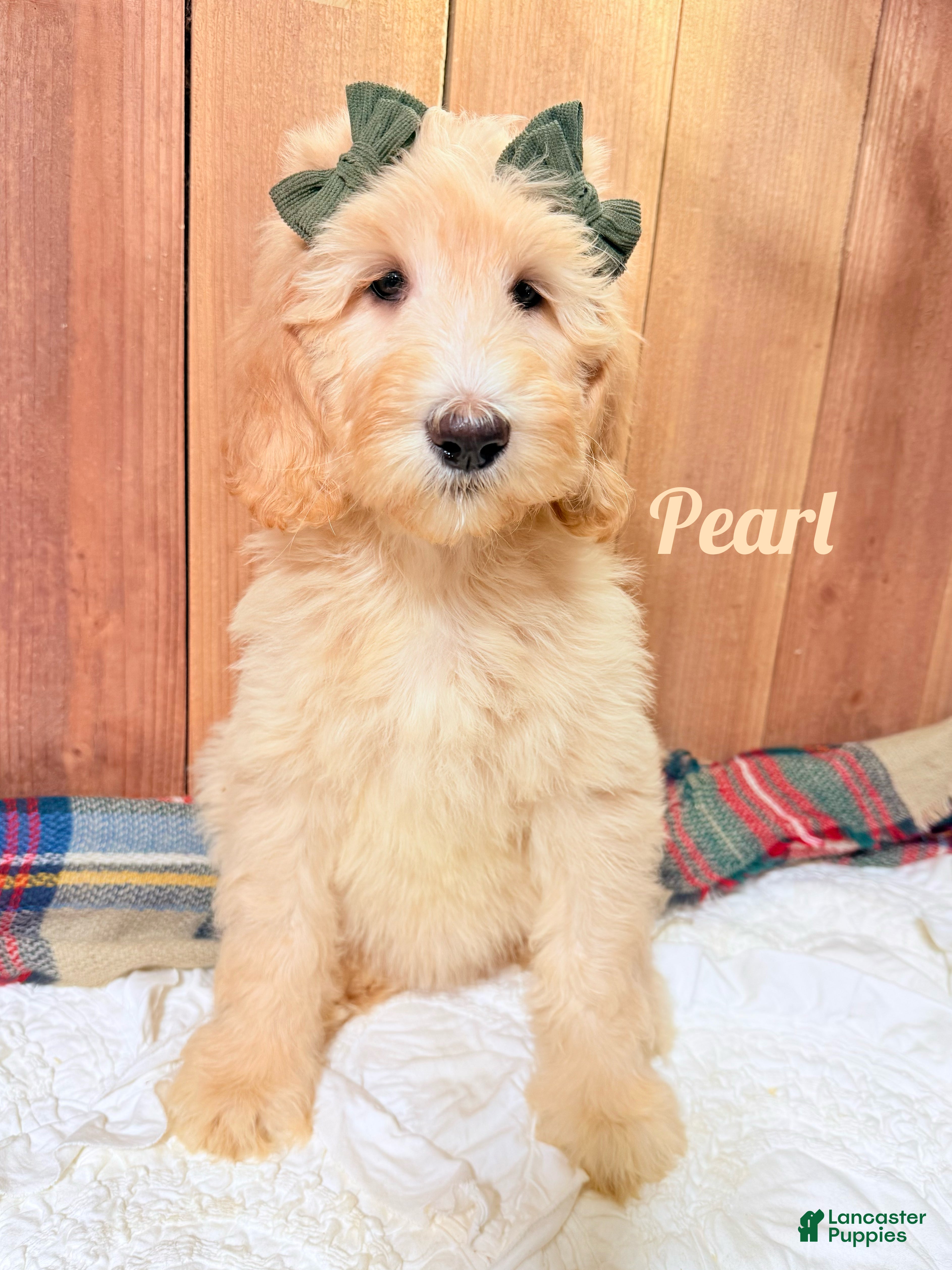 Saint Berdoodles dogs Pearl - Ad 5