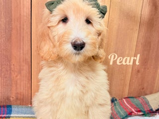 Saint Berdoodles dogs Pearl - Ad 5