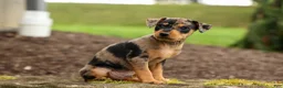 Miniature Pinscher dogs for sale: ACE - Ad 18