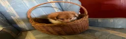 Mixed Breed dogs for sale: Cookie’s Boy #4 - Ad 3