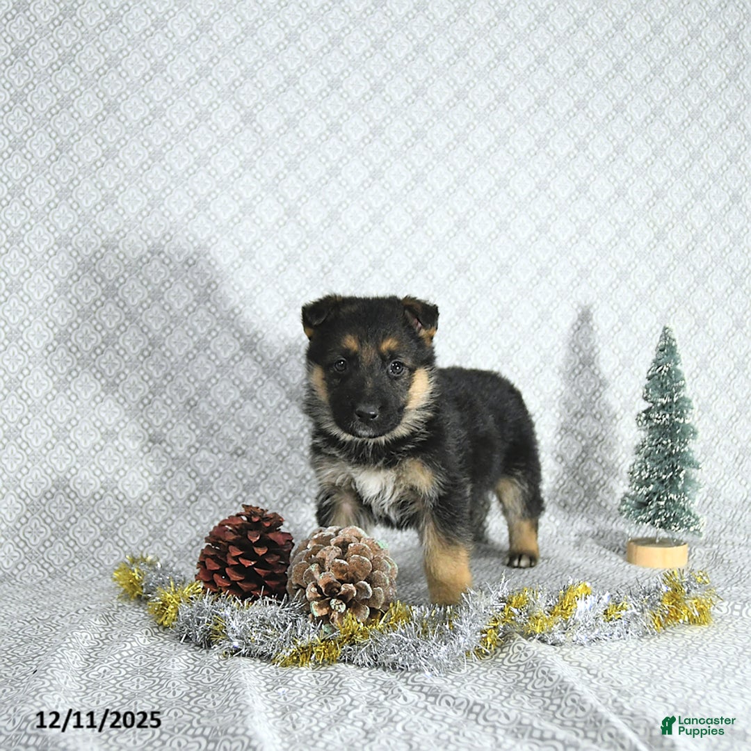 German Shepherd dogs for sale: Zeus - Ad 4