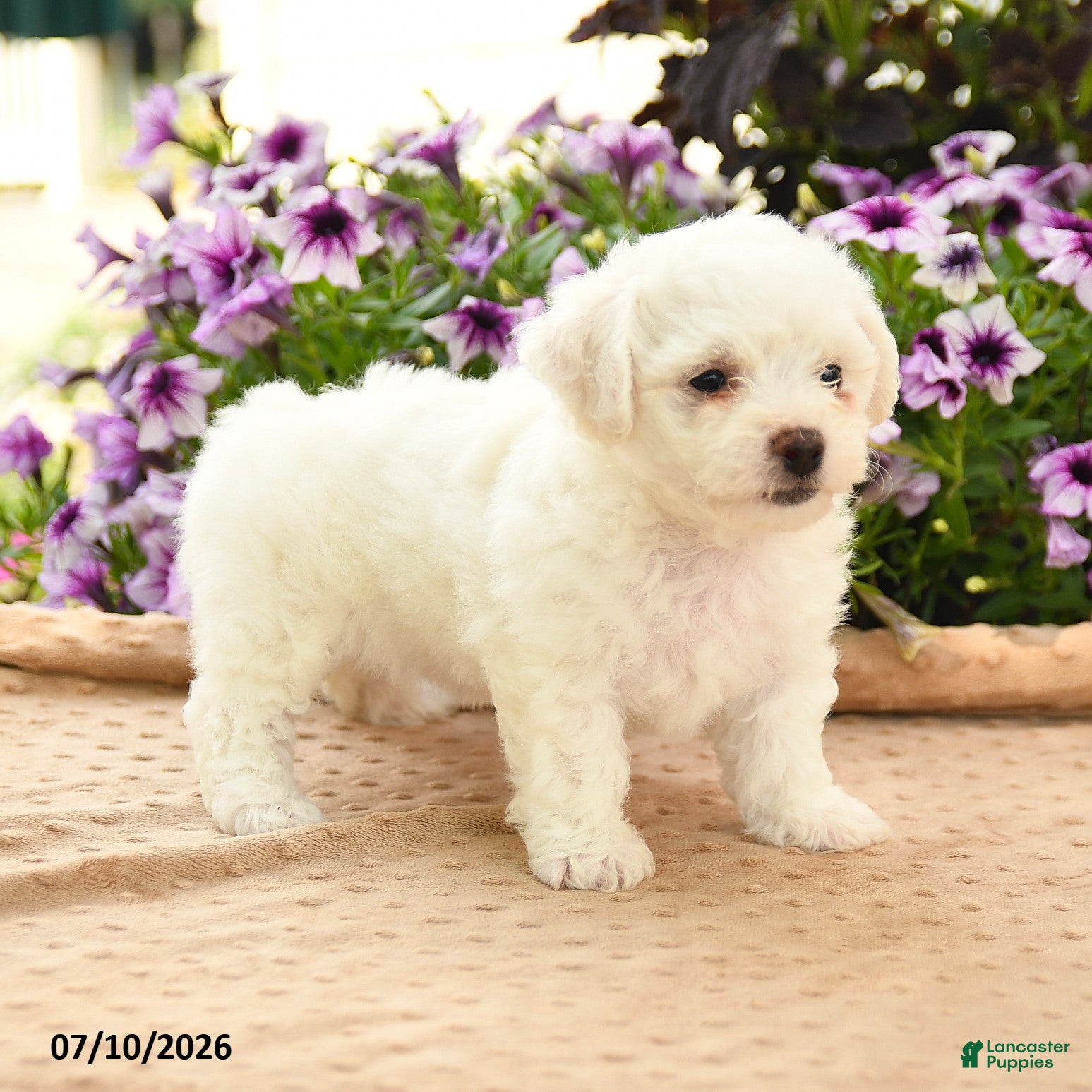 Bichon Frise dogs Bridget - Ad 2