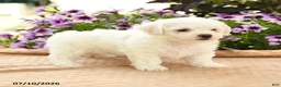 Bichon Frise dogs for sale: Bridget - Ad 2