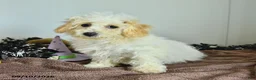 Bichpoo dogs for sale: Harry - Ad 9
