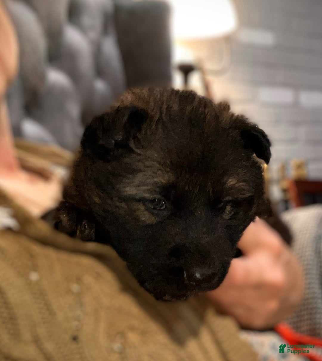 German Shepherd dogs for sale: ♥️SWEET SABLE ♥️ - Ad 31