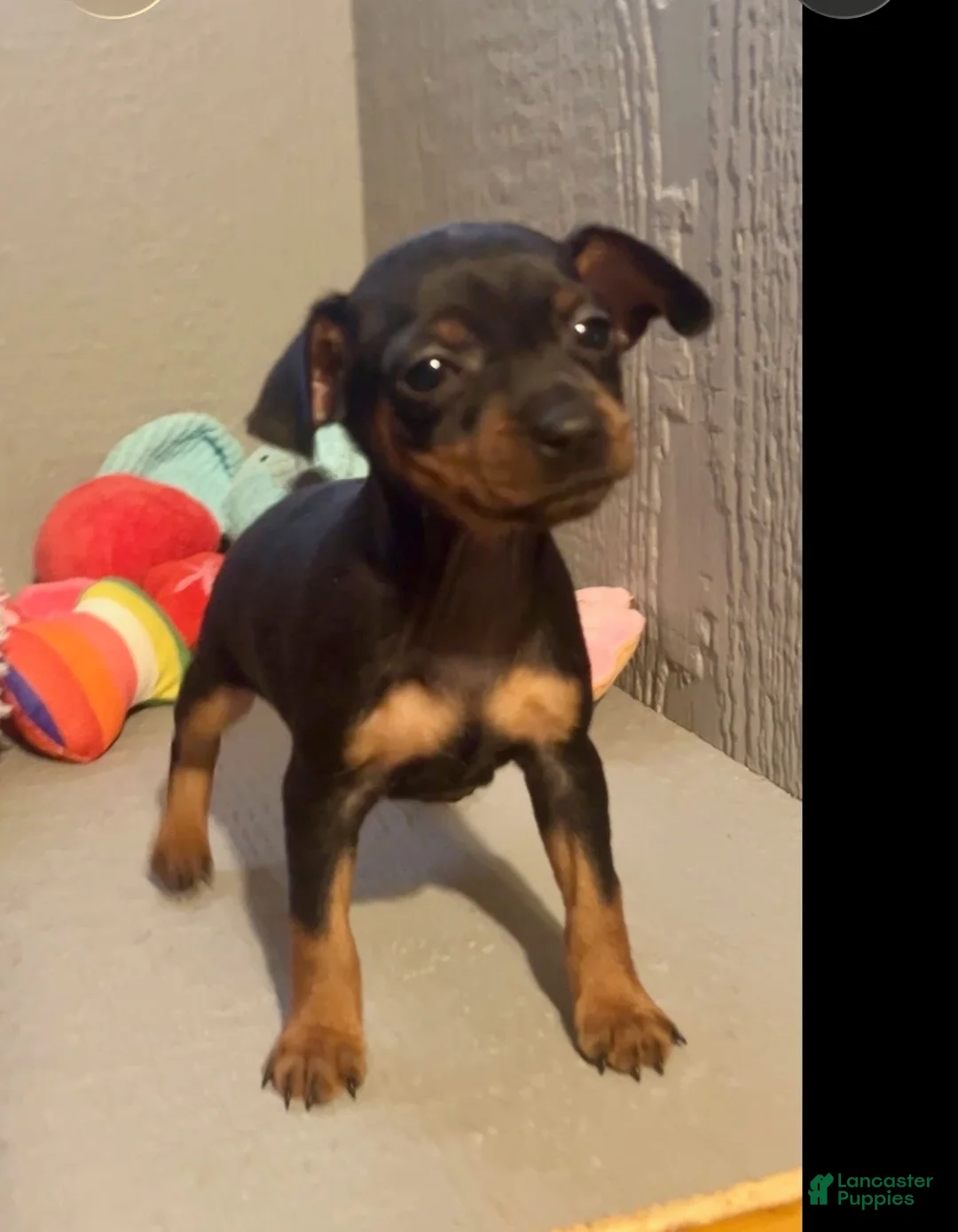 Miniature Pinscher dogs for sale: Sprinkles - Ad 2