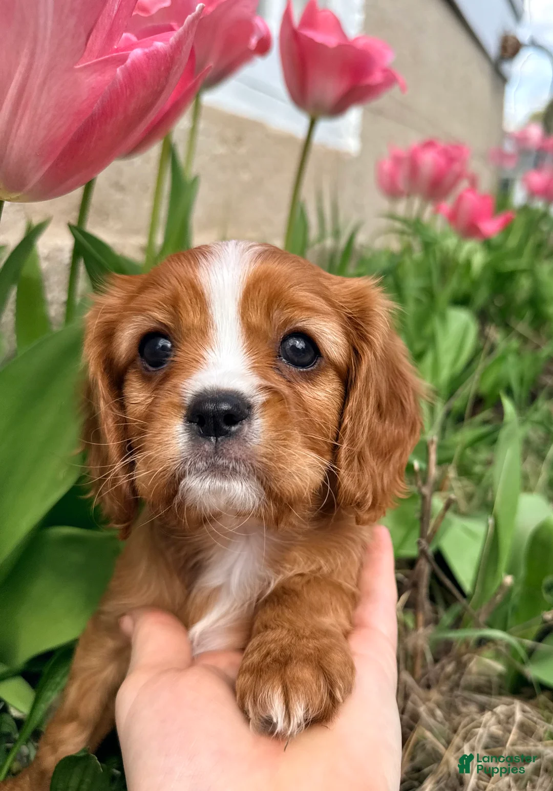 Cavalier King Charles Spaniel dogs for sale: Cavalier King Charles Spaniel Puppy 1 - Ad 1