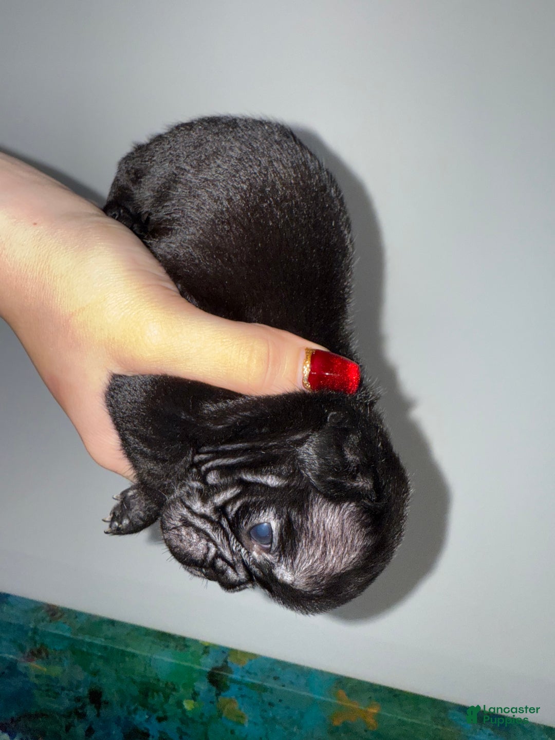French Bulldog dogs for sale: Shadow  - Ad 1