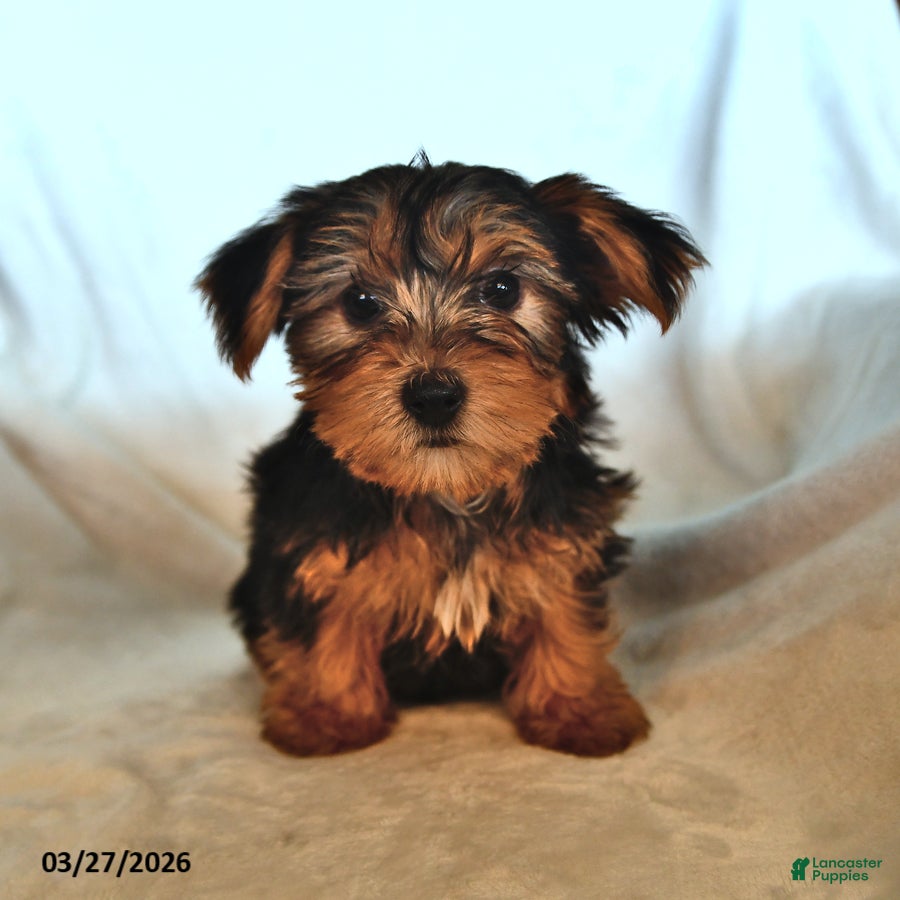 Yorkshire Terrier dogs Willie - Ad 2