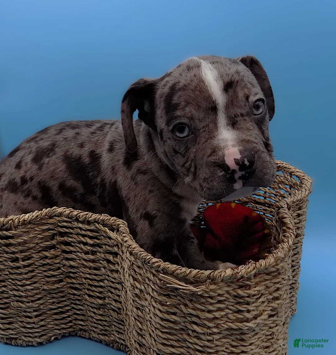 Mixed Breed dogs for sale: Boots - Ad 8