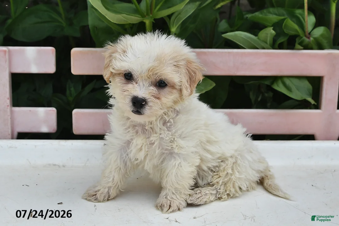 Teddy Bear dogs for sale: April - Ad 1