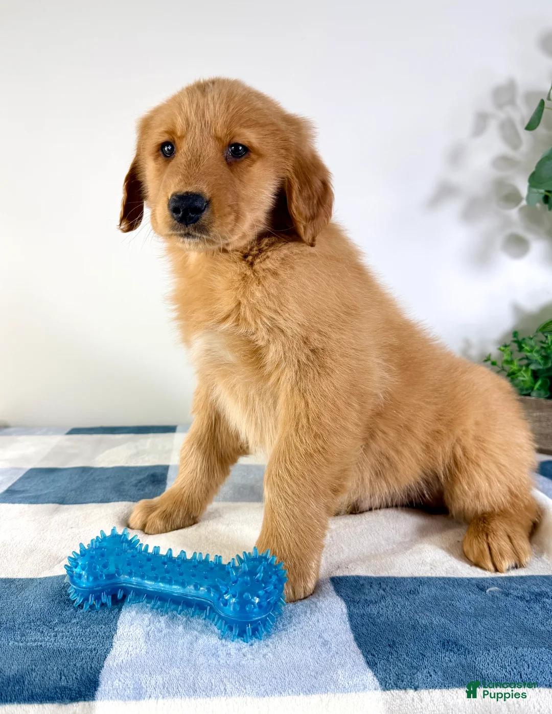 Golden Retriever dogs for sale: Georgie - Ad 3