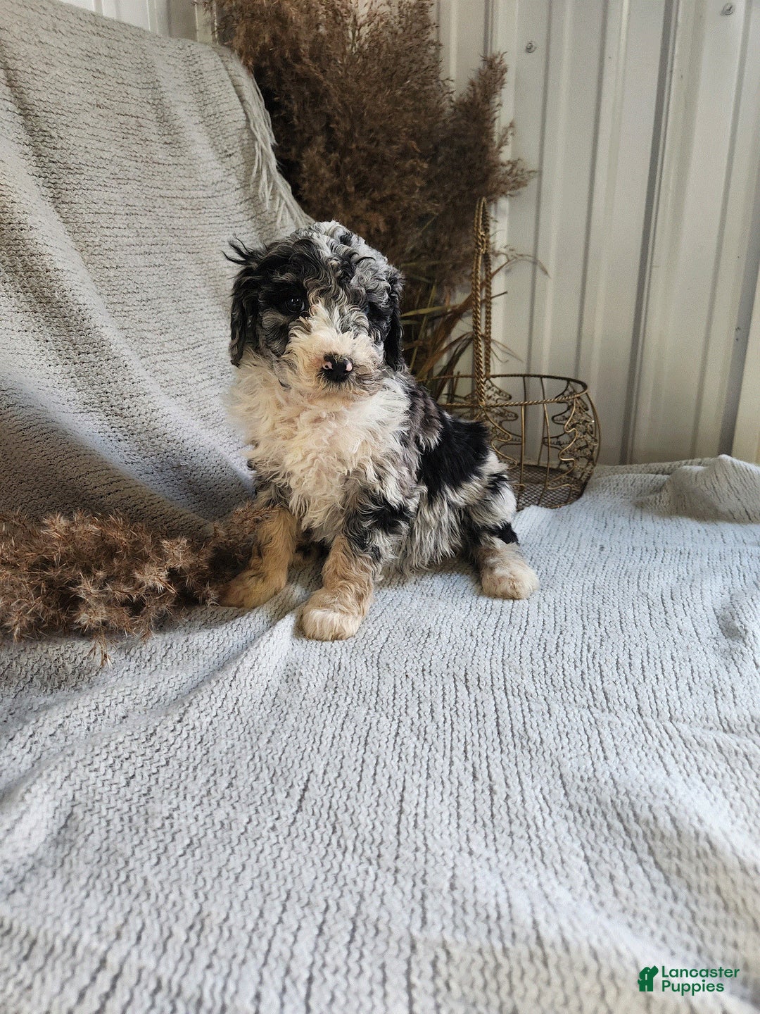 Bernedoodle dogs for sale: Lucy - Ad 3