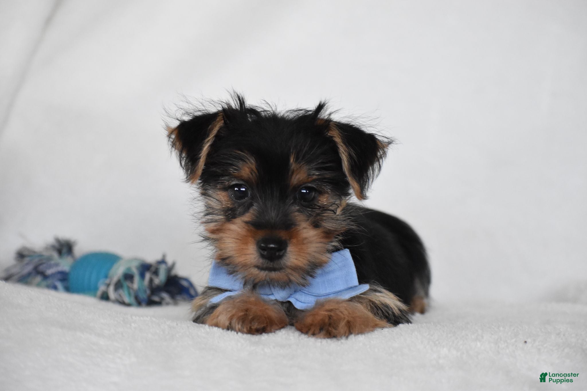 Yorkshire Terrier dogs Blake - Ad 1