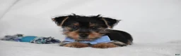 Yorkshire Terrier dogs for sale: Blake - Ad 5