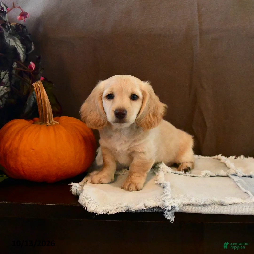 Miniature Dachshund dogs for sale: Snoopy - Ad 2
