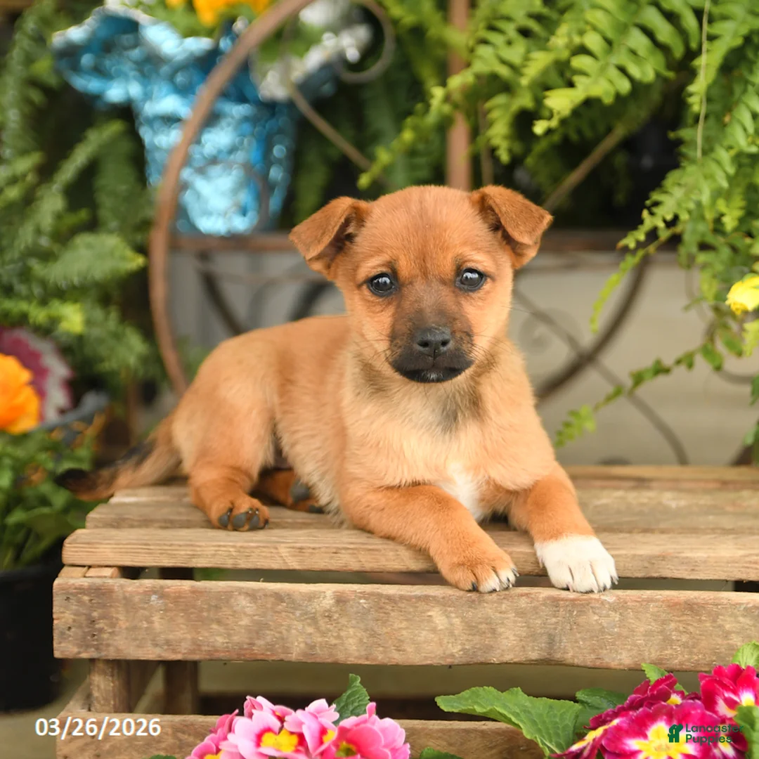 Mixed Breed dogs for sale: Fiona - Ad 3