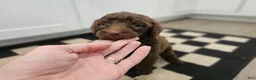 Standard Poodle dogs for sale: Jim Halpert - Ad 9