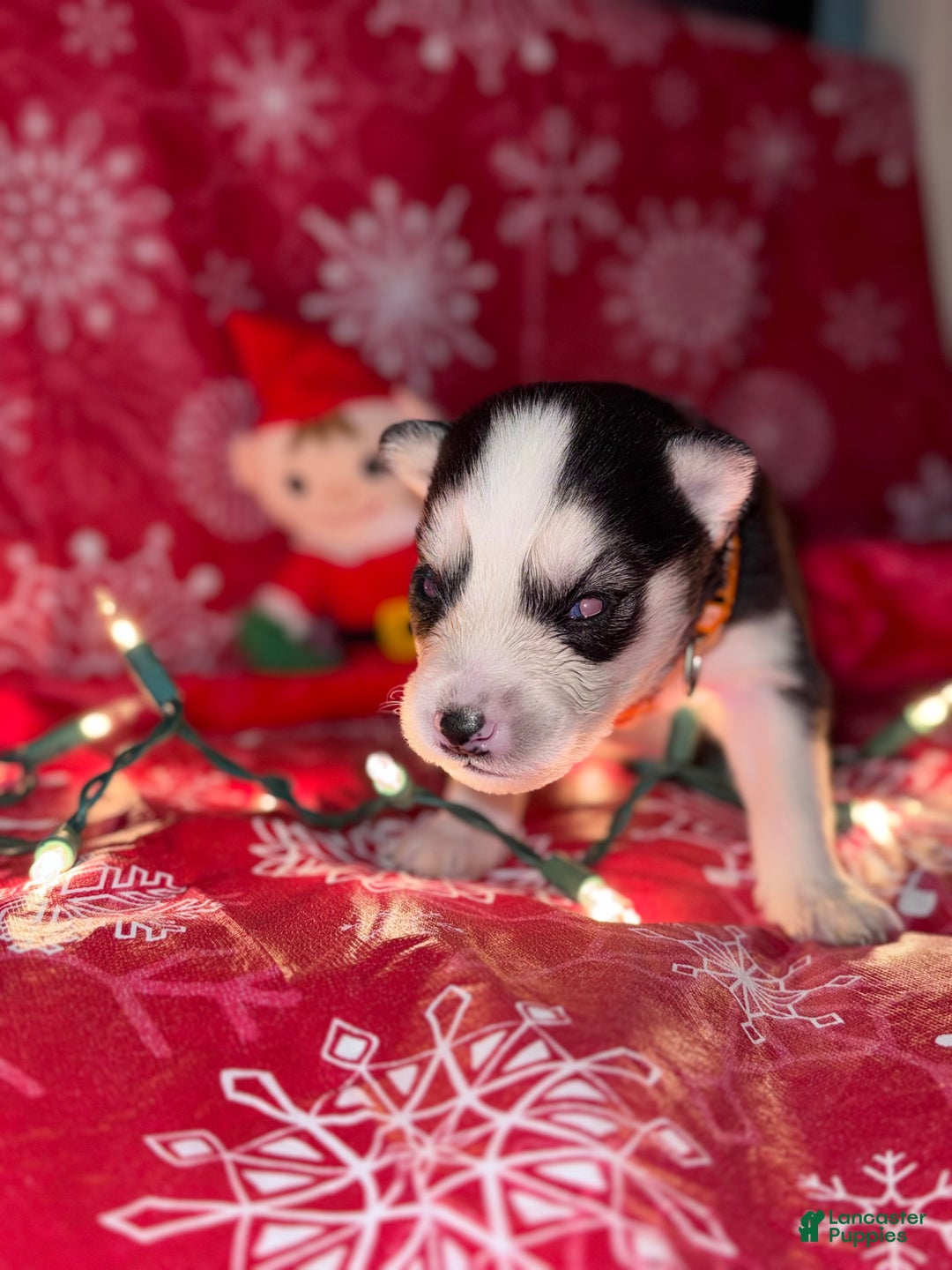 Siberian Husky dogs for sale: ORANGE - Ad 2