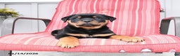 Rottweiler dogs for sale: Smokey - Ad 3