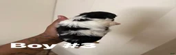 Shihpoo dogs for sale: Shihpoo 3 - Ad 2