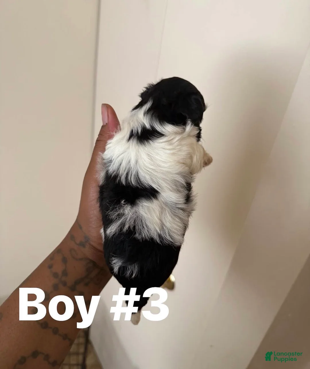 Shihpoo dogs for sale: Shihpoo 3 - Ad 2